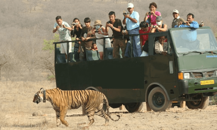 ranthambore canter safari