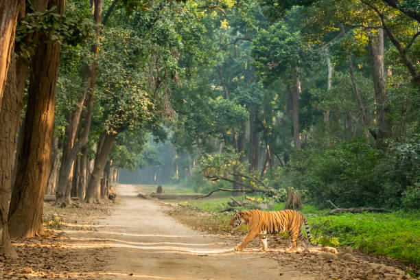 tiger safari